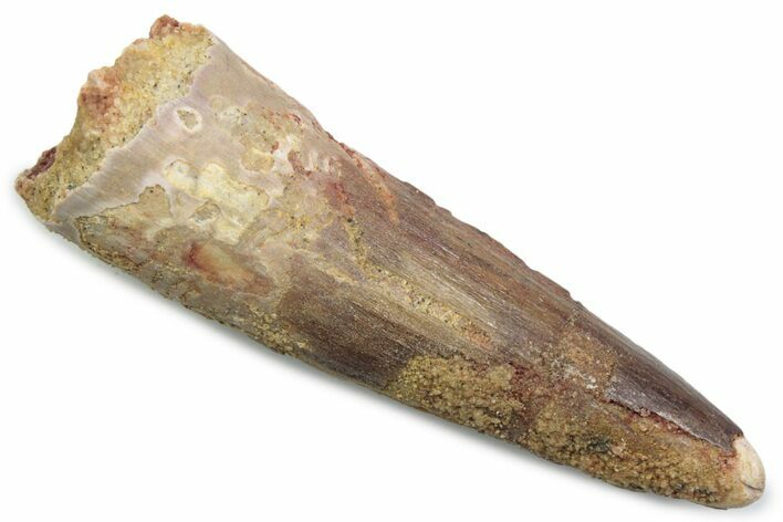 Fossil Spinosaurus Tooth - Real Dinosaur Tooth #381081